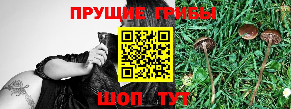 Псилоцибиновые грибы GOLDEN TEACHER  Псилоцибиновые грибы Psilocybine cubensis  Приморско-Ахтарск  Вход с VPN 
